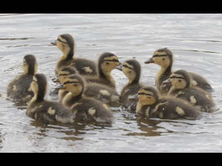 Mallard ducklings at Hager Pond in Marlborough, photographed by Steve Forman.