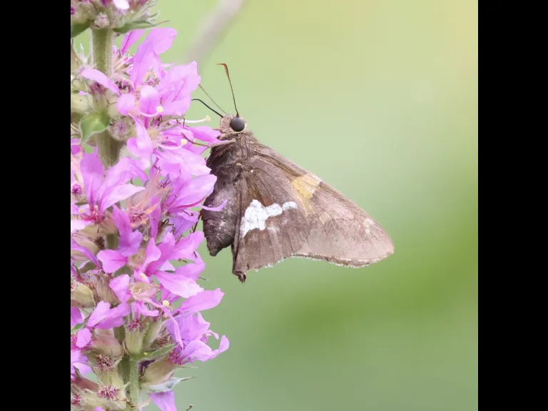 A silver-spotted skipper at Breakneck Hill Conservation Land in Southborough, photographed by Steve Forman.