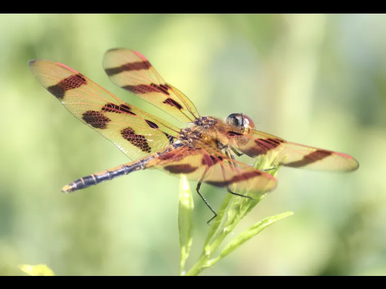 A Halloween pennant dragonfly at Breakneck Hill Conservation Land in Southborough, photographed by Steve Forman.