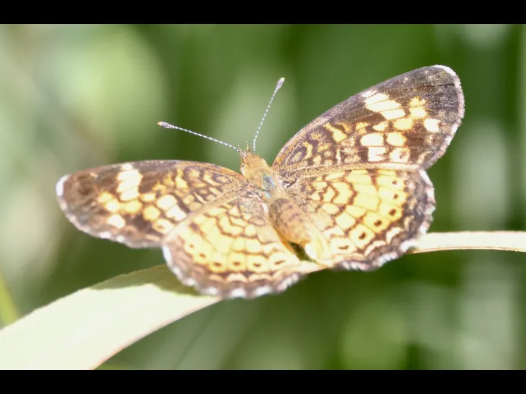 A pearl crescent butterfly at Breakneck Hill Conservation Land in Southborough, photographed by Steve Forman.