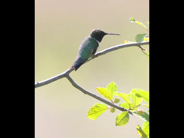 A ruby-throated hummingbird at Breakneck Hill Conservation Land in Southborough, photographed by Steve Forman.