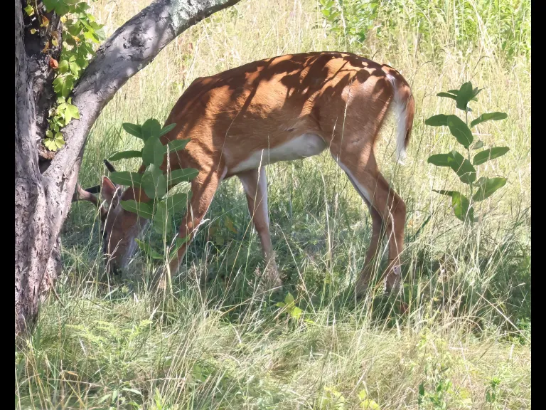 A white-tailed deer at Breakneck Hill Conservation Land in Southborough, photographed by Steve Forman.