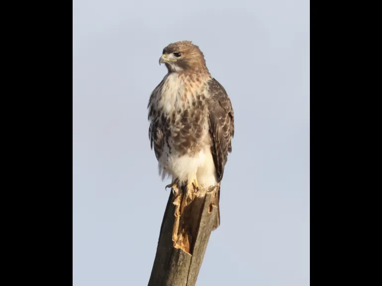 A red-tailed hawk at Breakneck Hill Conservation Land in Southborough, photographed by Steve Forman.
