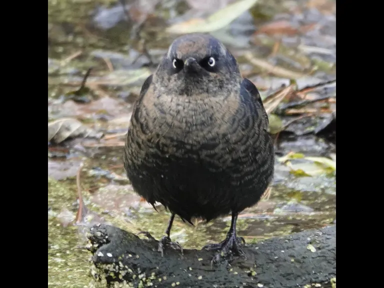 A rusty blackbird at Mass Audubon's Drumlin Farm Wildlife Sanctuary in Lincoln, photographed by Ron McAdow.