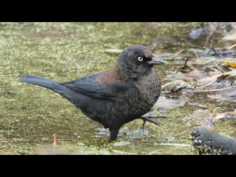A rusty blackbird at Mass Audubon's Drumlin Farm Wildlife Sanctuary in Lincoln, photographed by Ron McAdow.
