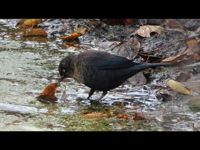 A rusty blackbird at Mass Audubon's Drumlin Farm Wildlife Sanctuary in Lincoln, photographed by Ron McAdow.