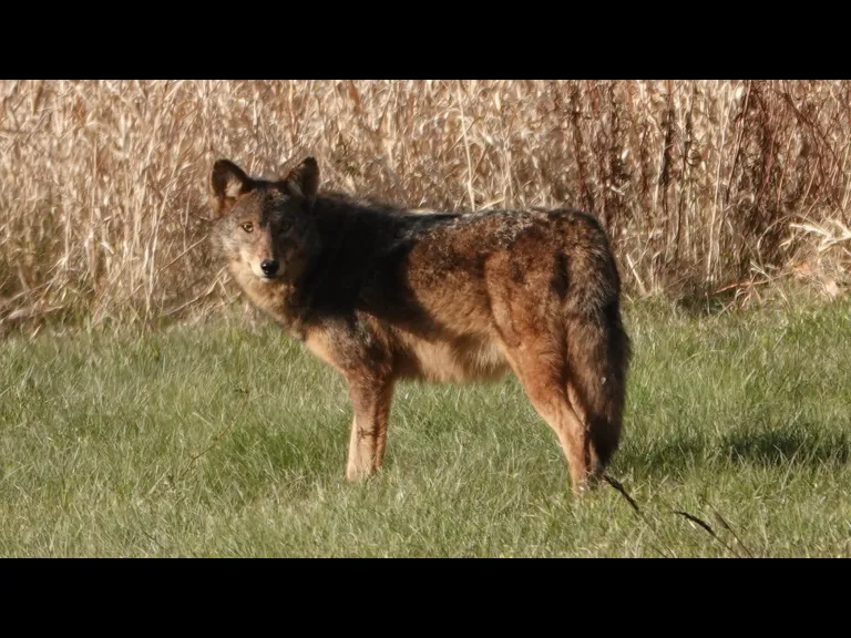 A coyote at Mass Audubon's Drumlin Farm Wildlife Sanctuary in Lincoln, photographed by Ron McAdow.