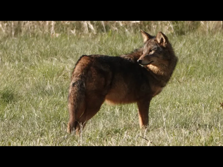 A coyote at Mass Audubon's Drumlin Farm Wildlife Sanctuary in Lincoln, photographed by Ron McAdow.