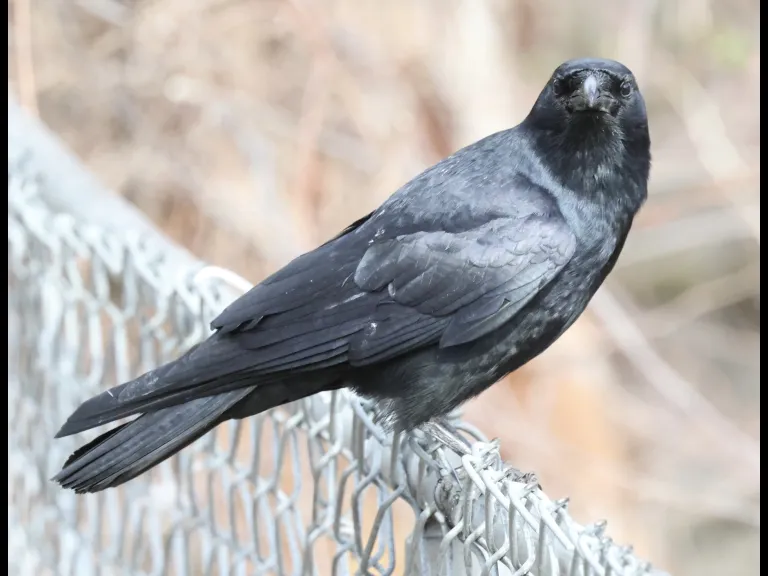 An American crow at Hager Pond in Marlborough, photographed by Steve Forman.