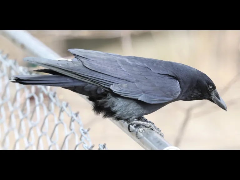 An American crow at Hager Pond in Marlborough, photographed by Steve Forman.