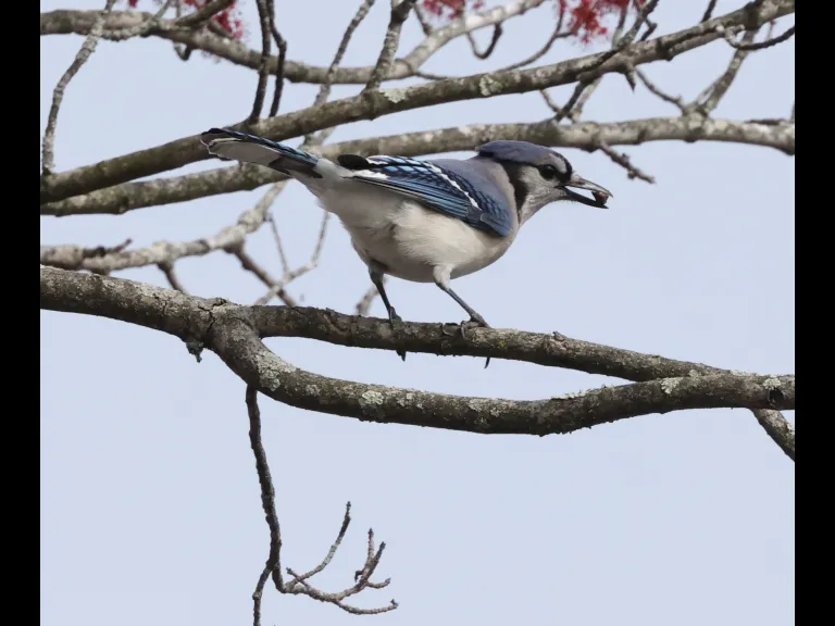 A blue jay at Hager Pond in Marlborough, photographed by Steve Forman.