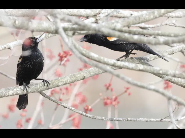 Red-winged blackbirds at Hager Pond in Marlborough, photographed by Steve Forman.