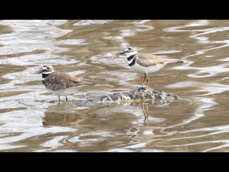 Killdeer at Hager Pond in Marlborough, photographed by Steve Forman.