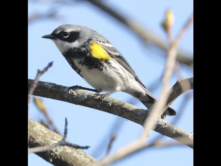 A yellow-rumped warbler at Hager Pond in Marlborough, photographed by Steve Forman.