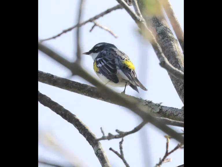 A yellow-rumped warbler at Hager Pond in Marlborough, photographed by Steve Forman.