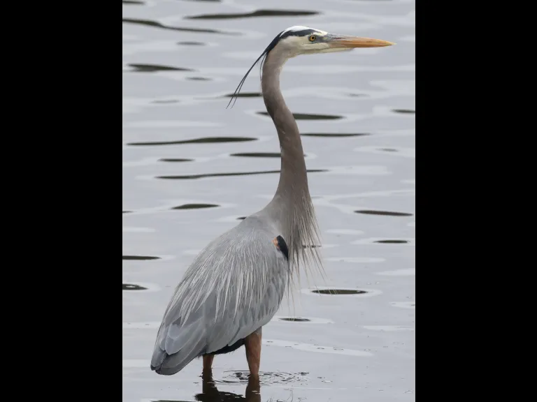 A great blue heron at Hager Pond in Marlborough, photographed by Steve Forman.