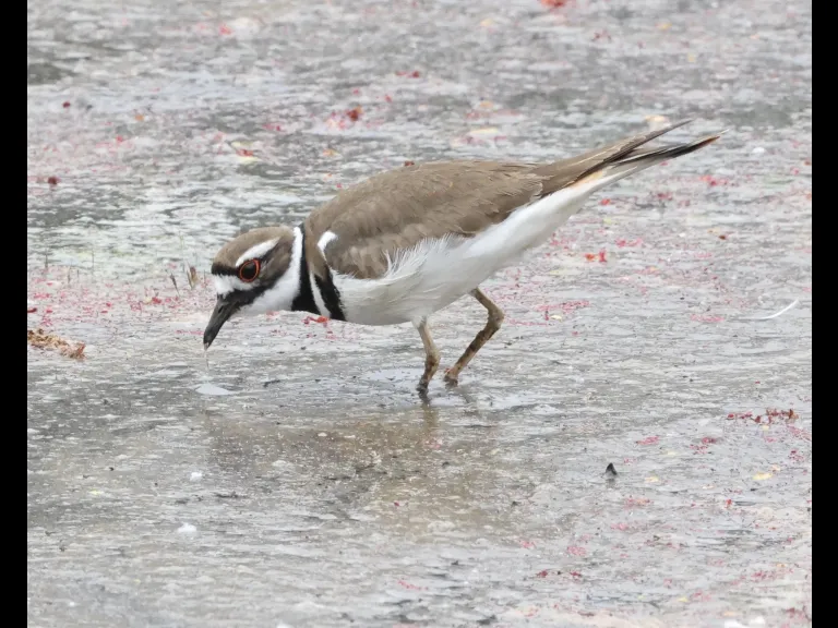 A killdeer at Hager Pond in Marlborough, photographed by Steve Forman.
