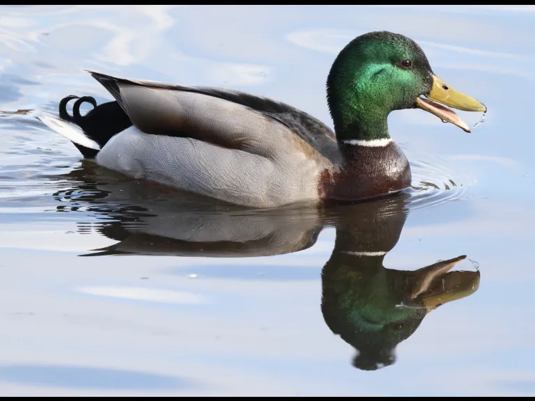 A mallard at Hager Pond in Marlborough, photographed by Steve Forman.