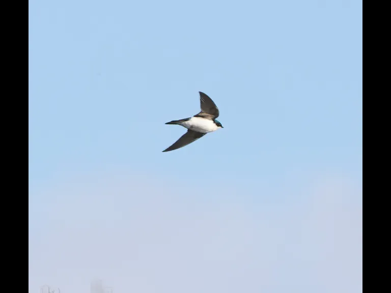 A tree swallow at Hager Pond in Marlborough, photographed by Steve Forman.