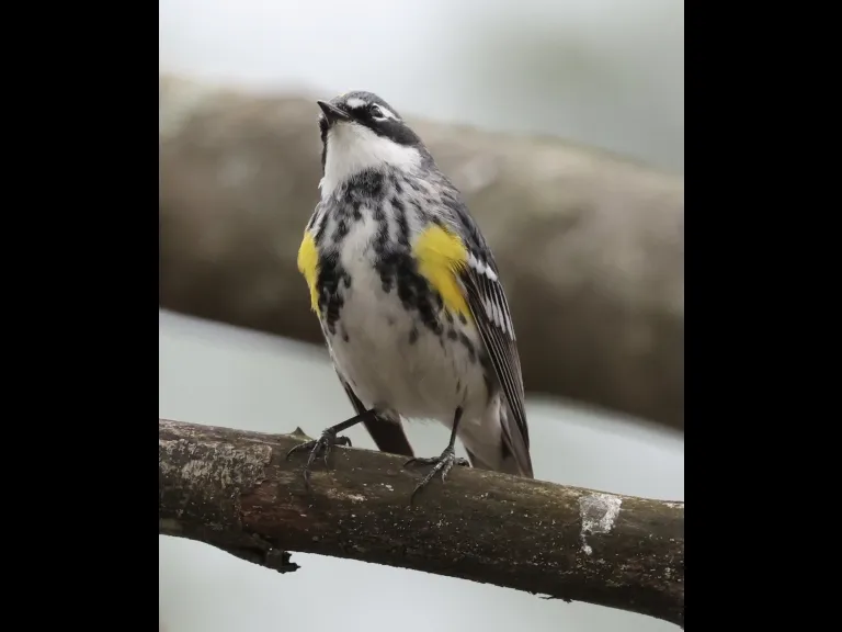 A yellow-rumped warbler at Hager Pond in Marlborough, photographed by Steve Forman.