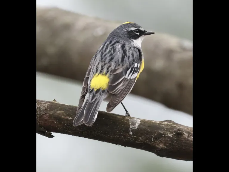 A yellow-rumped warbler at Hager Pond in Marlborough, photographed by Steve Forman.