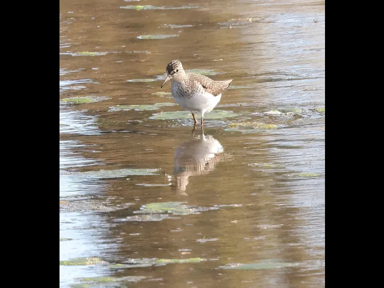 A solitary sandpiper at Hager Pond in Marlborough, photographed by Steve Forman.