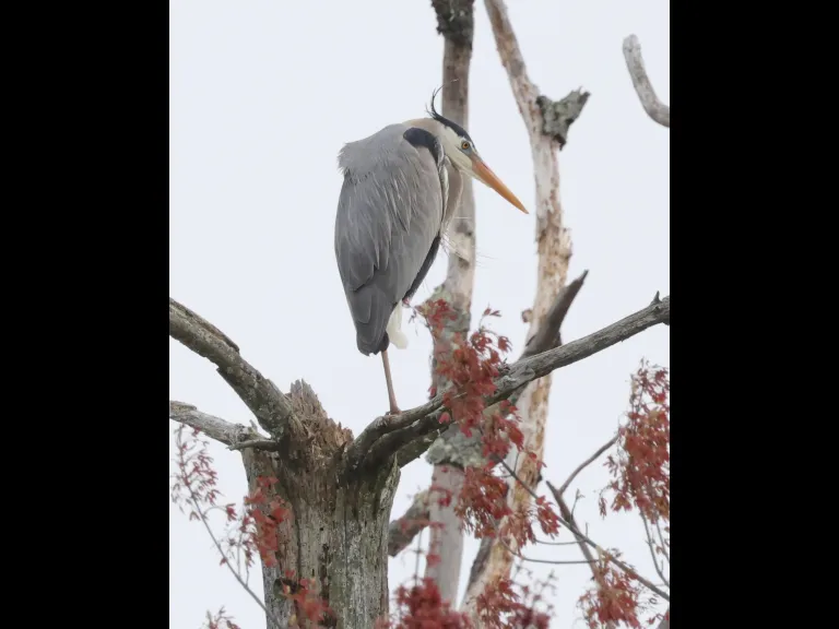 A great blue heron at Hager Pond in Marlborough, photographed by Steve Forman.