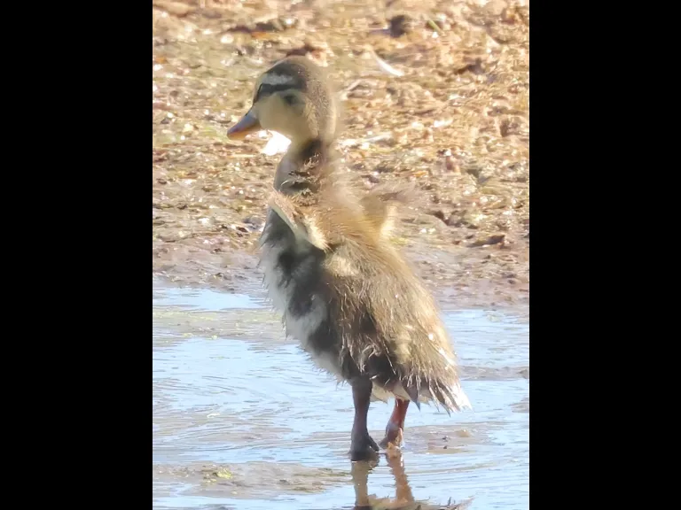 A mallard duckling at Hager Pond in Marlborough, photographed by Steve Forman.