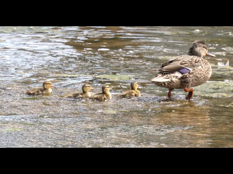 Mallards at Hager Pond in Marlborough, photographed by Steve Forman.