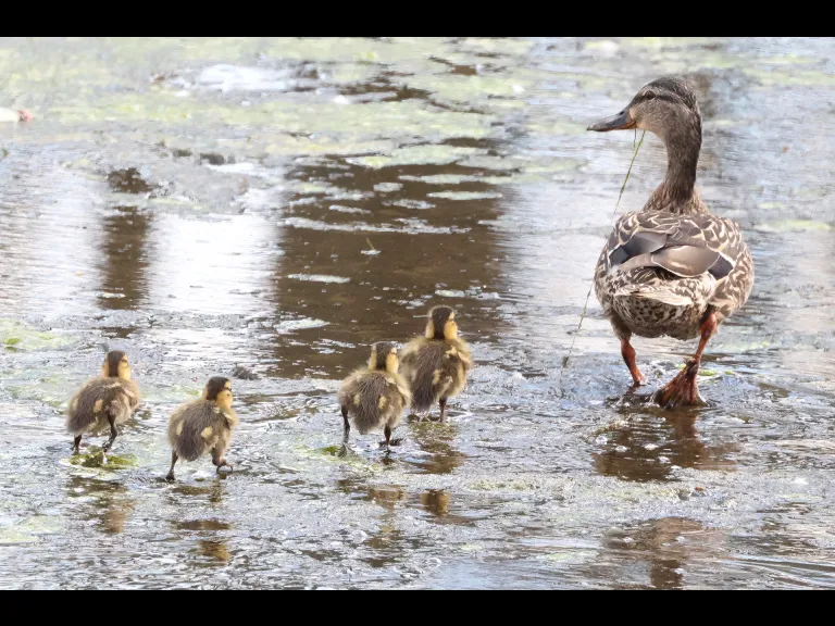 Mallards at Hager Pond in Marlborough, photographed by Steve Forman.