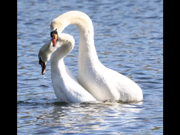 Mute swans at Hager Pond in Marlborough, photographed by Steve Forman.
