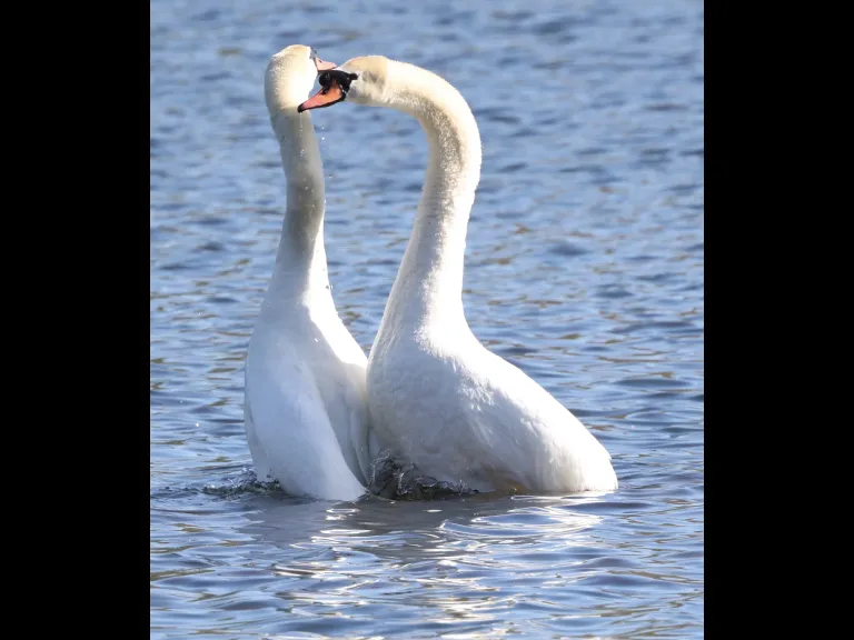 Mute swans at Hager Pond in Marlborough, photographed by Steve Forman.