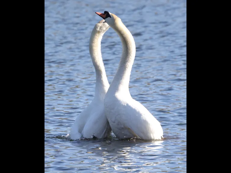 Mute swans at Hager Pond in Marlborough, photographed by Steve Forman.