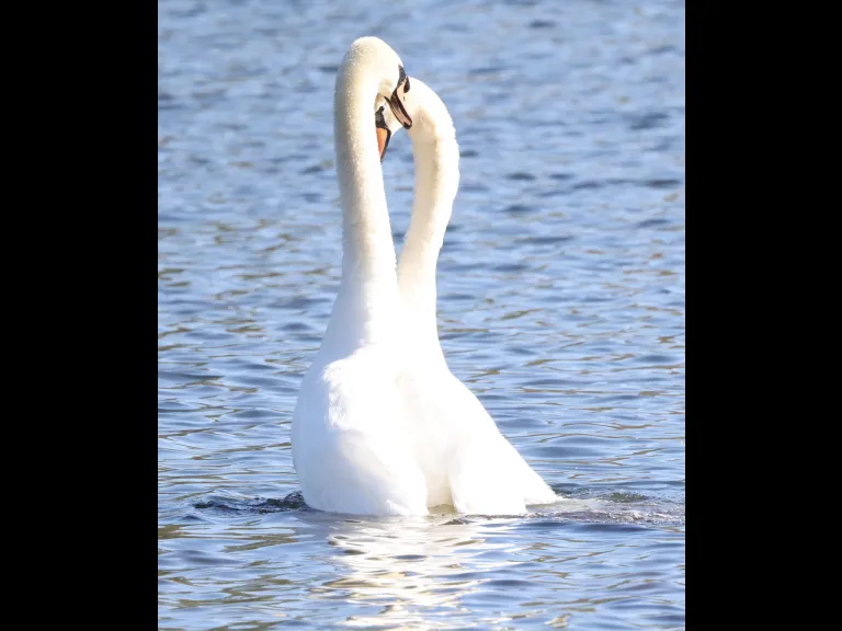 Mute swans at Hager Pond in Marlborough, photographed by Steve Forman.
