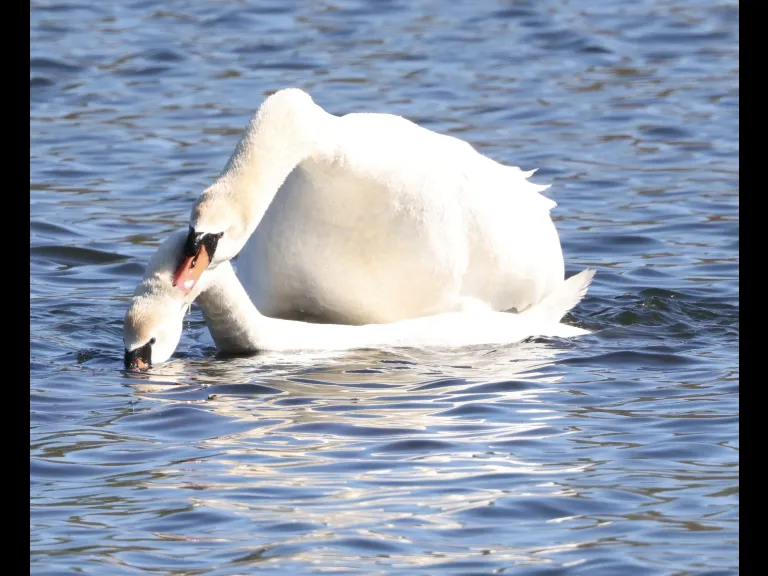 Mute swans at Hager Pond in Marlborough, photographed by Steve Forman.