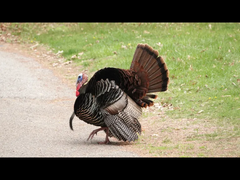 A turkey in Lincoln, photographed by Ron McAdow.