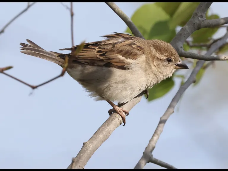 A house sparrow at Breakneck Hill Conservation Land in Southborough, photographed by Steve Forman.