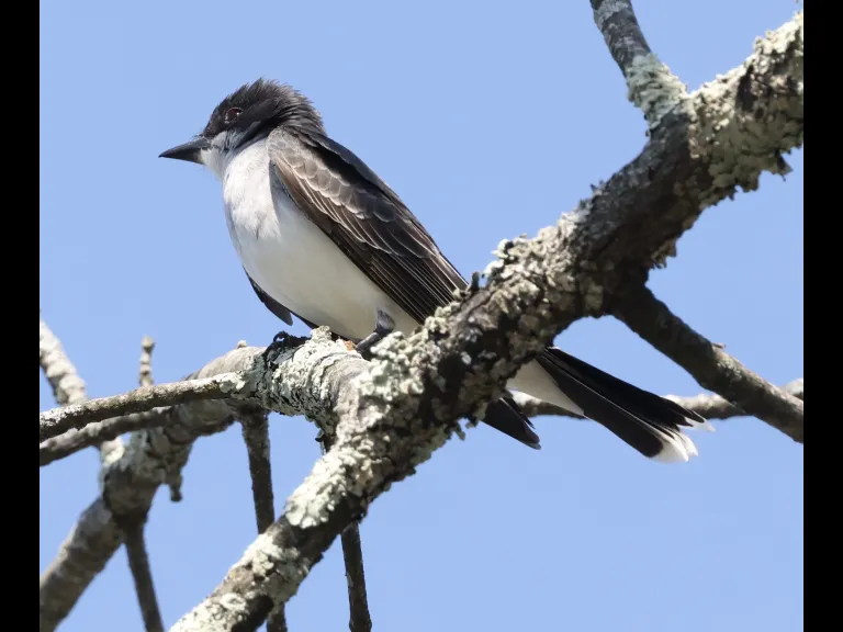 An eastern kingbird at Hager Pond in Marlborough, photographed by Steve Forman.