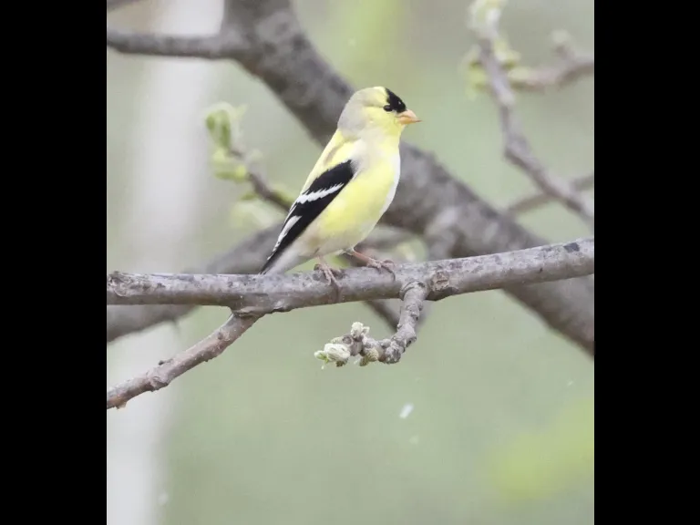 An American goldfinch at Breakneck Hill Conservation Land in Southborough, photographed by Steve Forman.