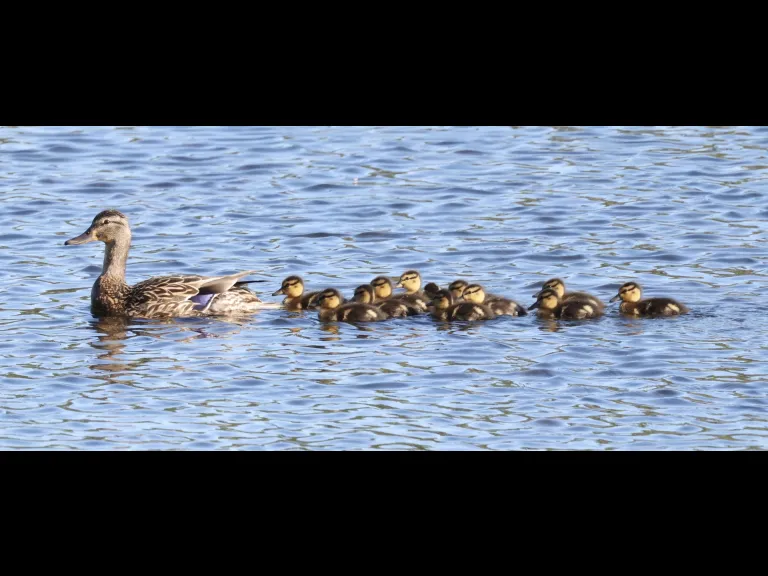 Mallards at Hager Pond in Marlborough, photographed by Steve Forman.