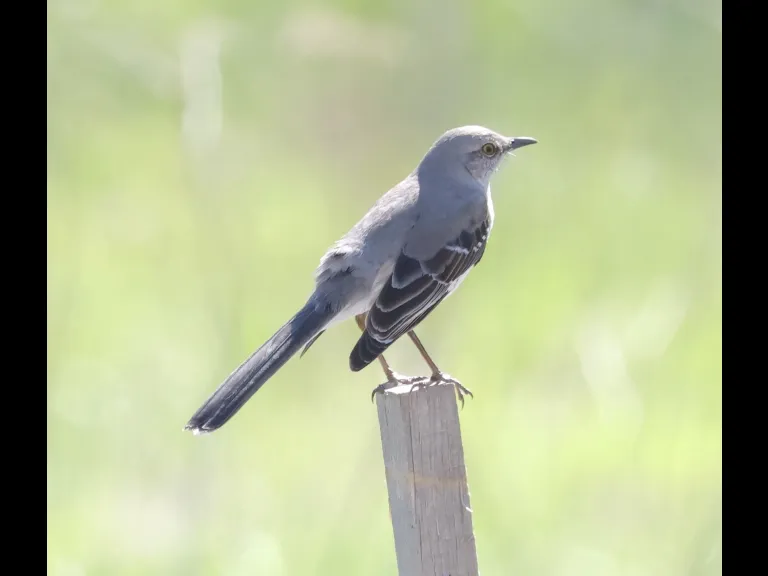 A northern mockingbird at Breakneck Hill Conservation Land in Southborough, photographed by Steve Forman.
