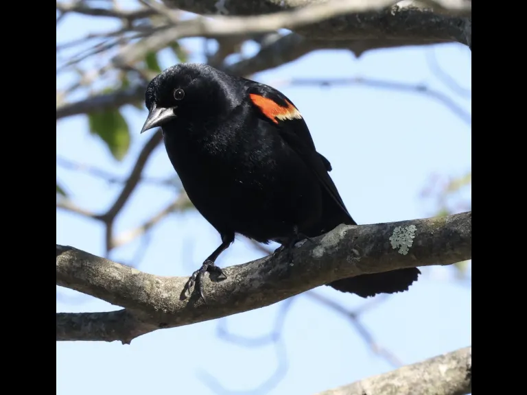 A red-winged blackbird at Breakneck Hill Conservation Land in Southborough, photographed by Steve Forman.