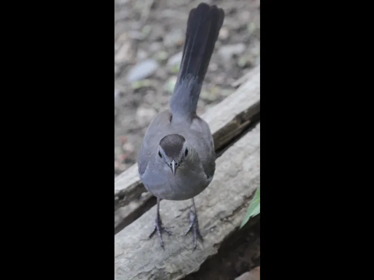 A gray catbird at Hager Pond in Marlborough, photographed by Steve Forman.