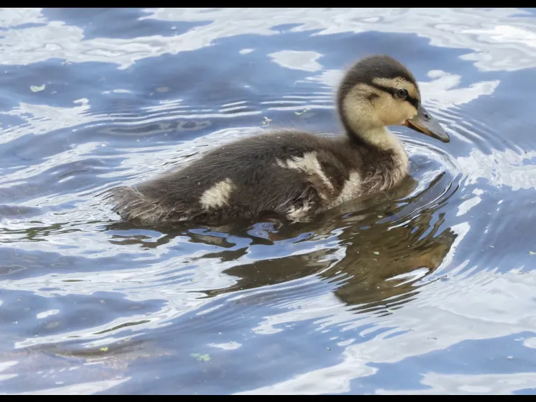 A mallard duckling at Hager Pond in Marlborough, photographed by Steve Forman.