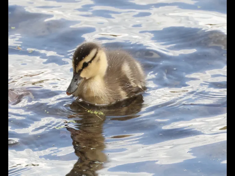 A mallard duckling at Hager Pond in Marlborough, photographed by Steve Forman.