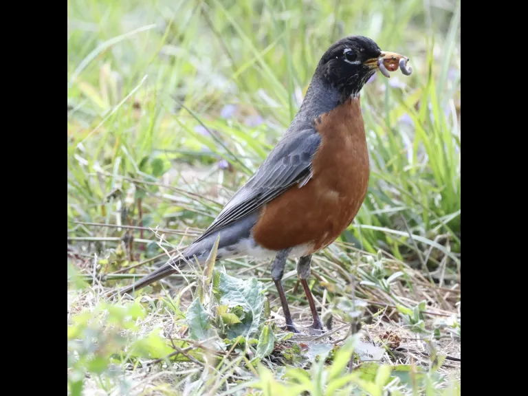 An American robin at Grist Mill Pond in Sudbury, photographed by Steve Forman.