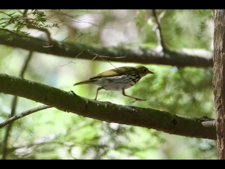 An ovenbird at the Delaney Wildlife Management Area in Harvard, photographed by Jon Turner.