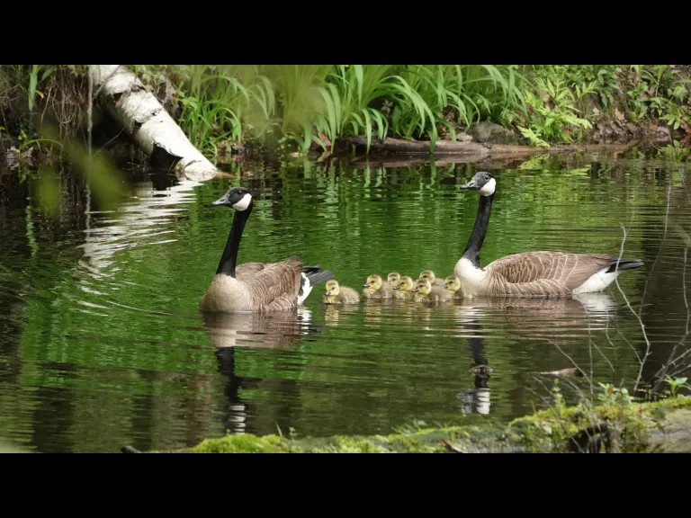 A family of Canada geese at Mt. Misery in Lincoln, photographed by Ron McAdow.