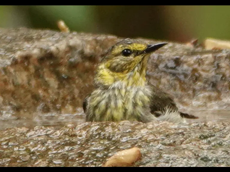 A Cape May warbler in Lincoln, photographed by Ron McAdow.