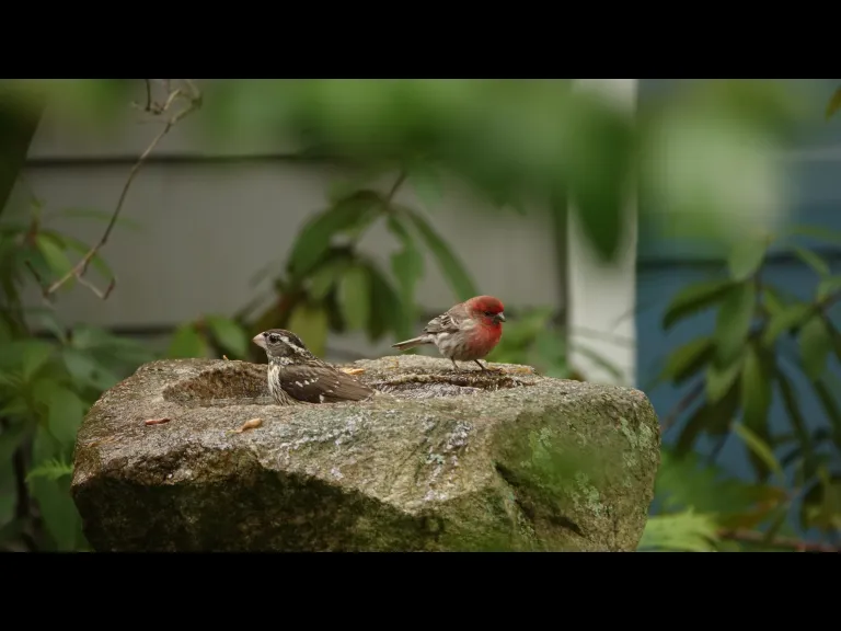 A rose-breasted grosbeak and a house finch in Lincoln, photographed by Ron McAdow.